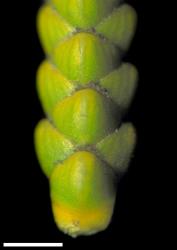Veronica poppelwellii. Close-up of leaves, showing prominent nodal joint on the lowest. Scale = 1 mm.
 Image: W.M. Malcolm © Te Papa CC-BY-NC 3.0 NZ